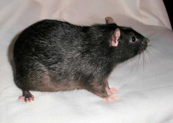 Черная крыса: большой урон от маленького врага