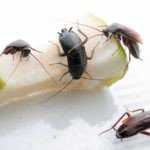 Чем опасны тараканы для человека