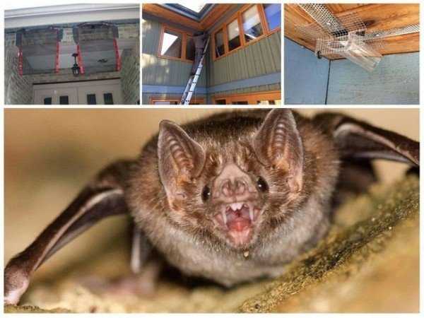 10 способов отогнать летучих мышей от вашей крыши