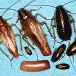 Все, что нужно знать о черных тараканах