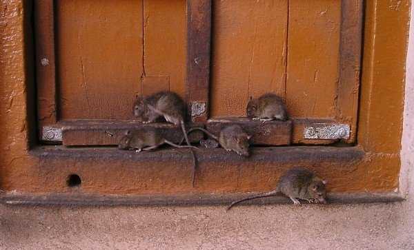 Черная крыса: большой урон от маленького врага