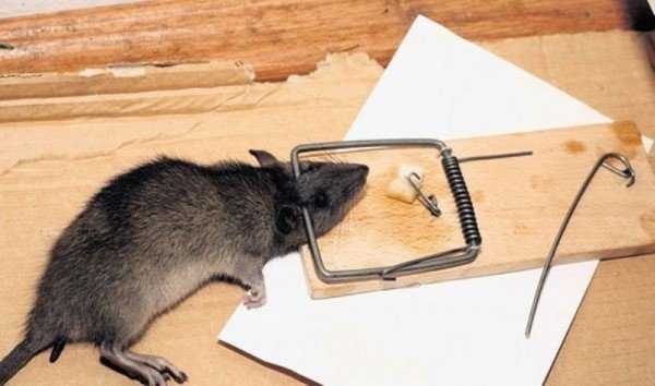 Как избавиться от крыс в квартире 