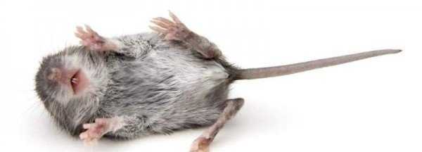 Состав и правила применения отравы для мышей 