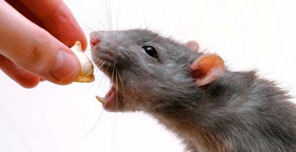 Укус крысы фото