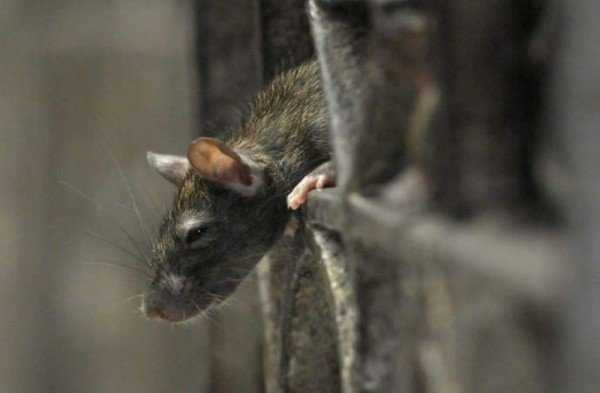 Какими средствами можно напугать мышей и крыс 