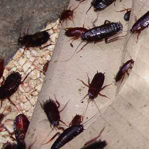 Электронный отпугиватель тараканов  уловка маркетологов или спасение от рыжей напасти