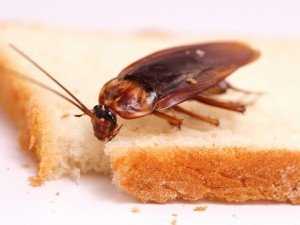 Борьбa с тараканами при помощи покупных инсектицидов и народных рецептов