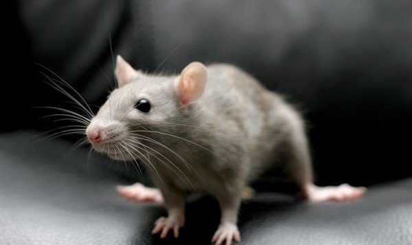 По каким признакам можно отличить мышь от крысы 
