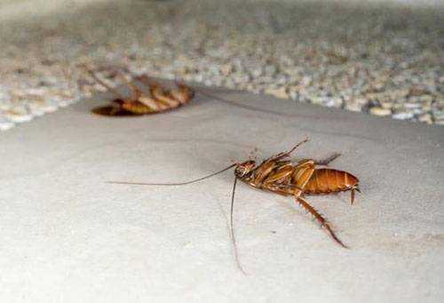 Чего смертельно боятся тараканы и как быстро избавить от них жилище?