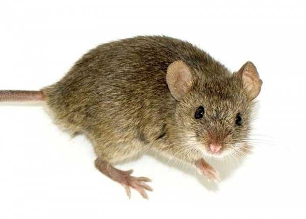По каким признакам можно отличить мышь от крысы 