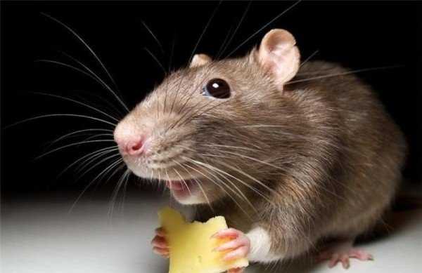 Чем опасен укус крысы и как оказать первую помощь 