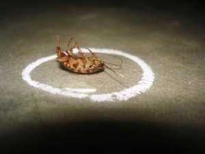 Огромный выбор химических средств — отрава от тараканов