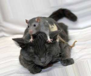 Как можно поймать крысу в домашних условиях 