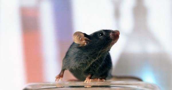 Какими средствами можно напугать мышей и крыс 