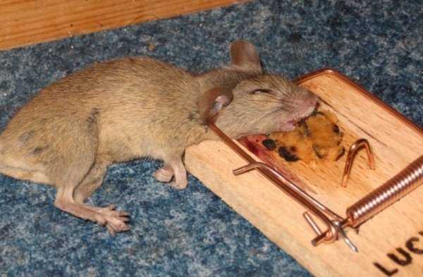 Как можно поймать крысу в домашних условиях 