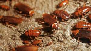 Электронный отпугиватель тараканов  уловка маркетологов или спасение от рыжей напасти