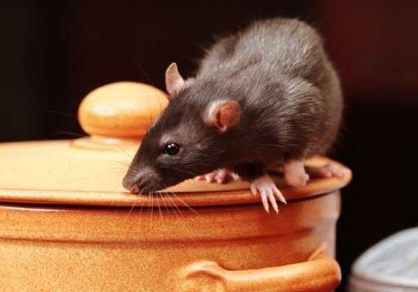 Как избавиться от крыс в квартире 