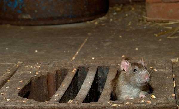 Использование крысиного яда в борьбе с грызунами 