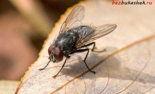 Как избавиться от мух на дачном участке подручными средствами
