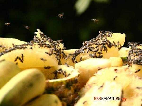 Как бороться с мухами дрозофилами в квартирах