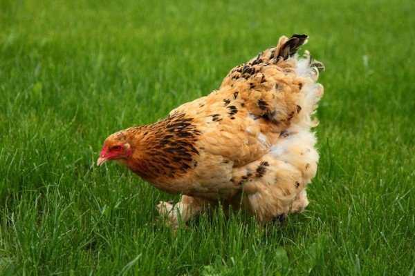 Как бороться с куриными блохами