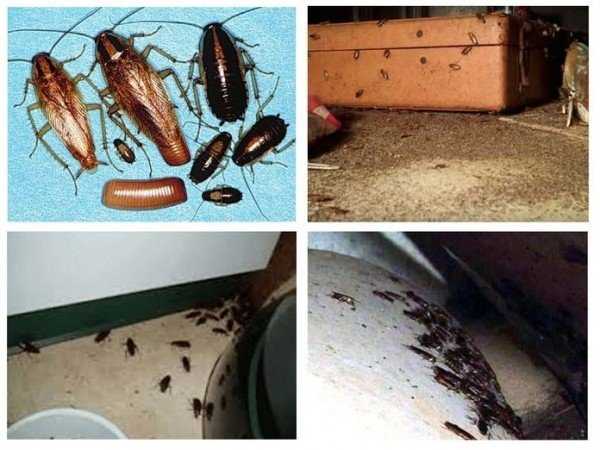 Тараканы в квартире еде могут прятаться?