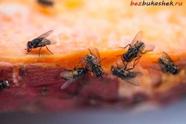 Как избавиться от мух на дачном участке подручными средствами