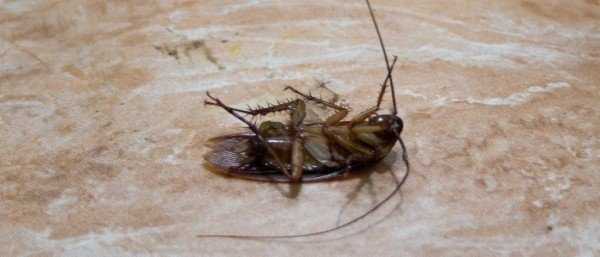 Сколько живут тараканы домашние без еды и воды?
