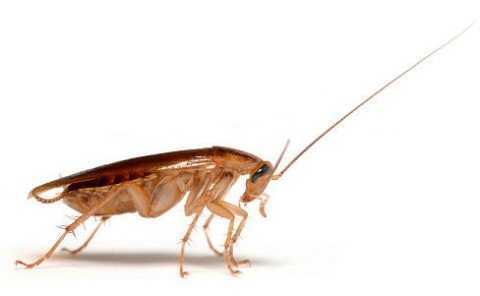 Сколько живут тараканы