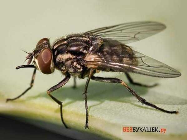Причины появления мух в квартирах