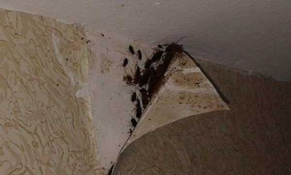 Где могут прятаться тараканы в квартире?