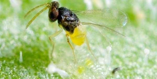 Борьба с белокрылкой в открытом грунте: избавляемся от насекомого навсегда