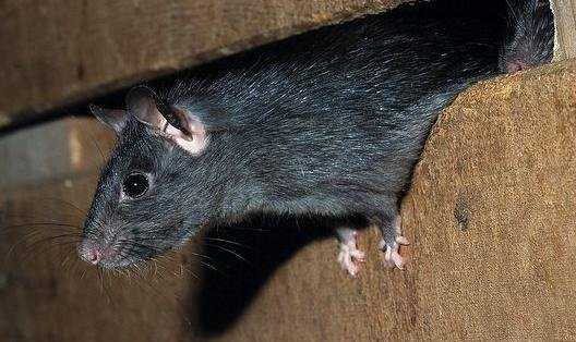 Крысы сколько живут в домашних условиях декоративные и дикие