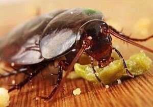 Правила применения борной кислоты от тараканов и рецепты приготовления эффективных приманок
