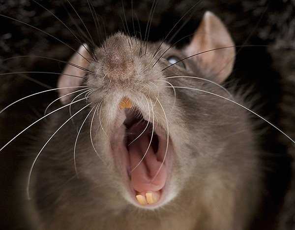 Крыса может напасть на человека спящего?
