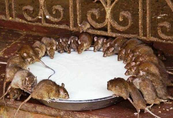 Народные средства борьбы с крысами и мышами в сарае