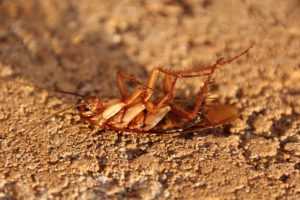 
 Как работают электронные отпугиватели тараканов: виды, особенности, отзывы, советы      