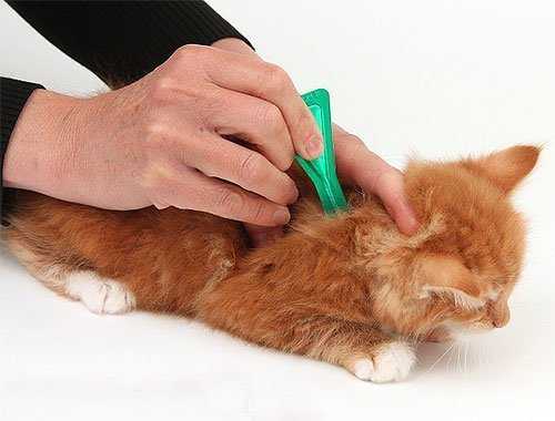 Народное средство от блох у котят — лечение от блох