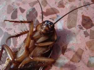  Пропорции борной кислоты и желтка от тараканов: метод борьбы, действие на насекомых 