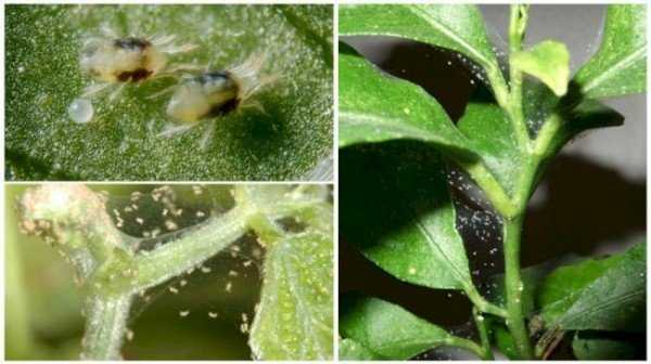 3 метода борьбы против паутинного клеща на комнатных растениях