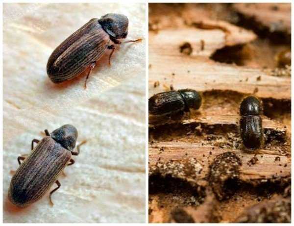 Эффективные средства от жука точильщика в деревянном доме