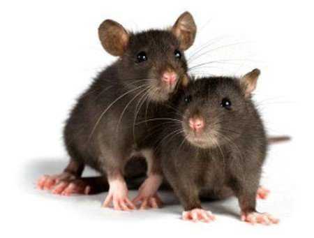 Что едят крысы в домашних условиях — чем кормить крыс
