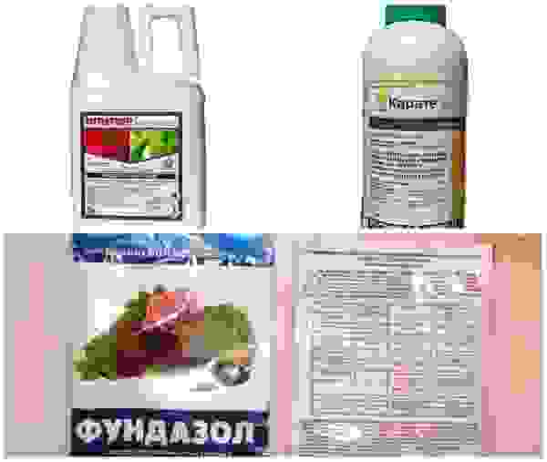 клещи на листьях огурцов как бороться. Смотреть фото клещи на листьях огурцов как бороться. Смотреть картинку клещи на листьях огурцов как бороться. Картинка про клещи на листьях огурцов как бороться. Фото клещи на листьях огурцов как бороться