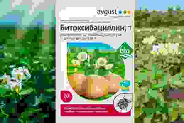 клещи на листьях огурцов как бороться. Смотреть фото клещи на листьях огурцов как бороться. Смотреть картинку клещи на листьях огурцов как бороться. Картинка про клещи на листьях огурцов как бороться. Фото клещи на листьях огурцов как бороться