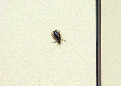 Как и чем можно вывести тараканов в частном доме?