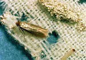 Как уничтожить личинок и избавиться от моли в квартире: эффективные и доступные варианты для выведения вредного насекомого