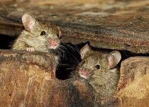 Средство от мышей в доме от которого они уходят навсегда: самые эффективные препараты