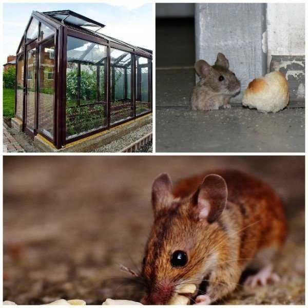 Борьба с мышами на дачном участке: 5 лучших средств