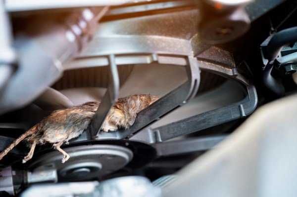 Как выгнать мышь из машины