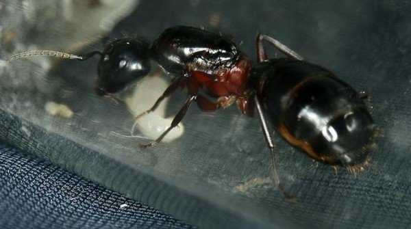Красногрудого муравья древоточца как вывести?